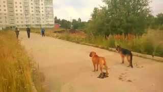 Бульмастиф ОКД Бульмастиф ОКД