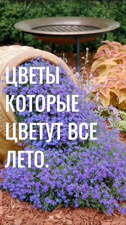 КРАСИВЫЕ ЦВЕТЫ которые цветут ВСЕ ЛЕТО. Многолетние САДОВЫЕ ЦВЕТЫ # ...