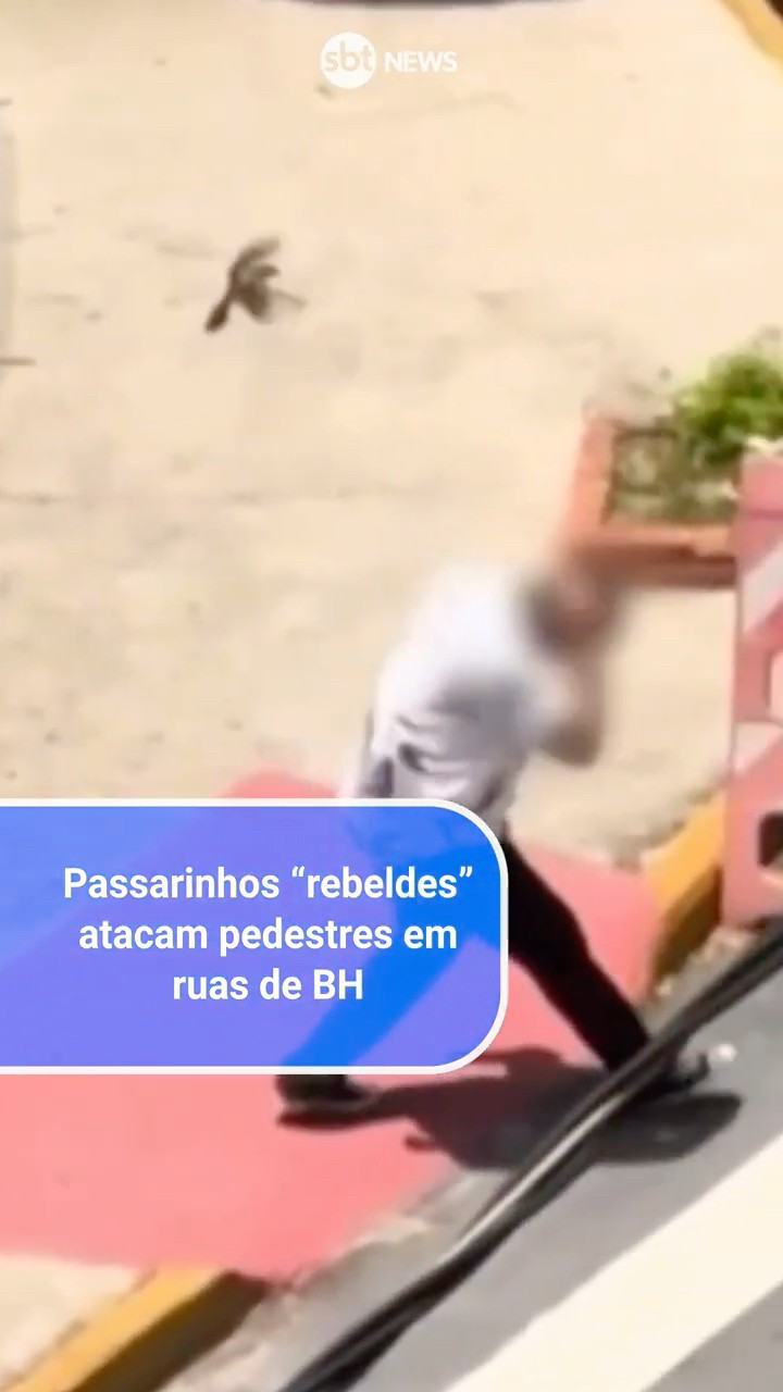 Passarinhos “rebeldes” atacam pedestres em ruas de Belo Horizonte