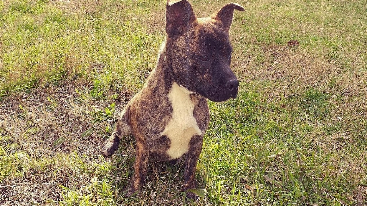 BU KÖPEĞİN IRKI NE ??? YouTube