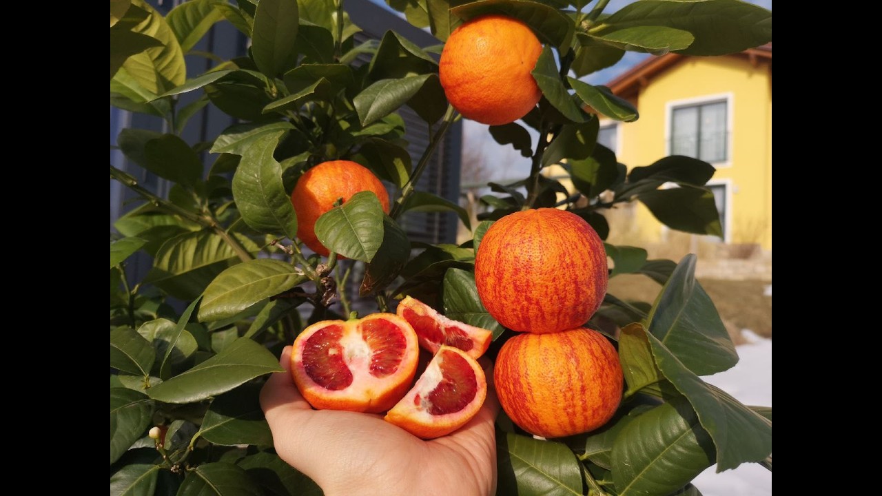 2.2.2026 - Nun fast alles reif