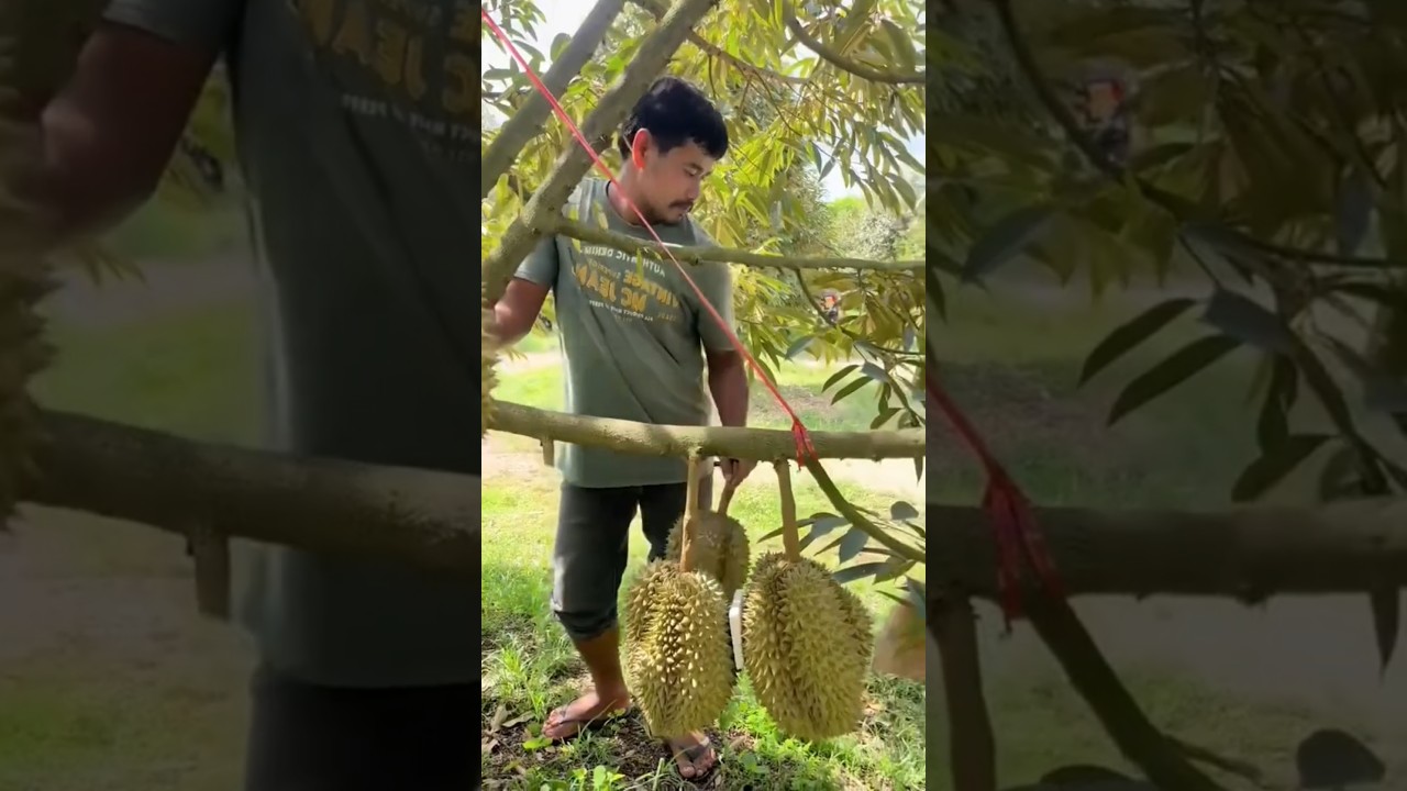 The easiest and fastest process for harvesting durian fruit from the tree