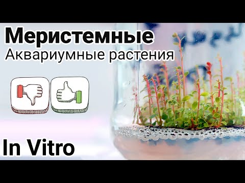 Меристемные растения для аквариума. Аквариумные растения в питательном геле. Plants In Vitro.