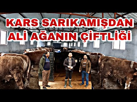 ALİ AĞA'NIN 2022 YILI KURBANLIKLARI !!! | MERADA DOĞAL BESLENMİŞ KALİTELİ MALLAR !!