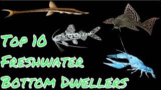 Top 10 Freshwater Bottom Dwellers