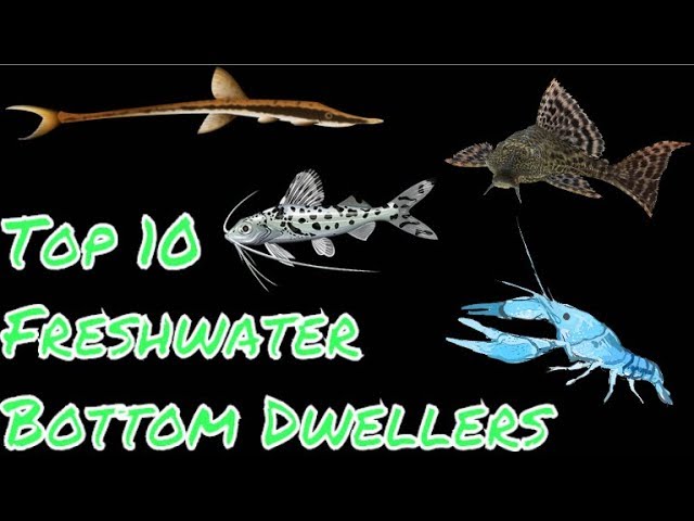 The 9 Best Bottom Feeder Fish For Your Aquarium 