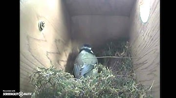 Blue Tit laying first egg LIVE on Nest Camera