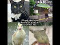 KITTYYY #viral #funny #trending #teen #capcut #cringe #memes #edit #cat #shorts #rain