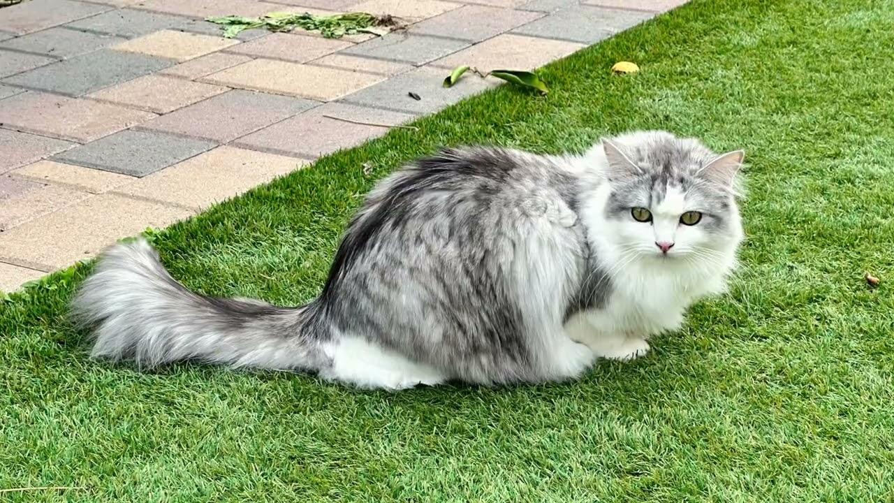 Pet Friends   2022 – 2023