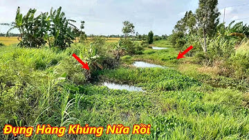 Câu cá rô đồng , Bất ngờ điểm câu mới lại gặp Ổ Cá Khủng giật nổ cả dây @HuyFishingVlog