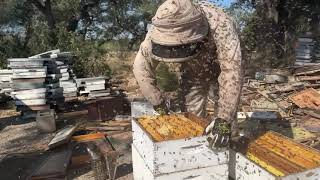 Spicy Hive! How to split and requeen ...