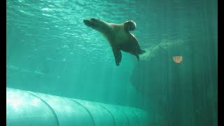 Sydney acquarium　Seal　sea turtle   سلحفاة بحرية أكواريوم سيدني 悉尼水族馆海龟　海豹