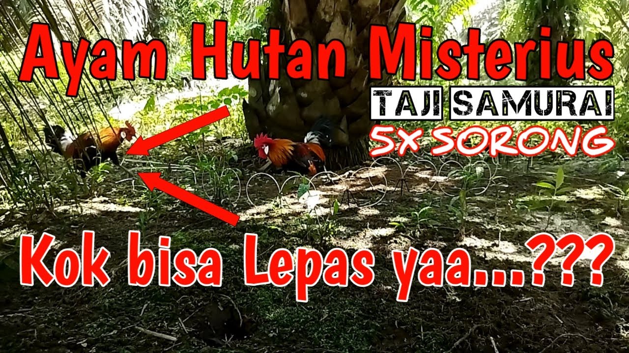 Sorongan Ayam Hutan Taji Samurai bikin Jantung DAGiDIGiDUG