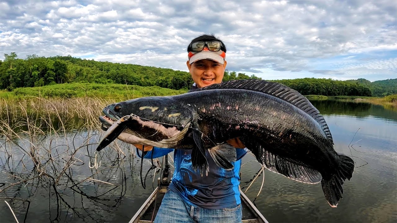 ตีจิบชะโดอ่างเก็บน้ำแม่สูง