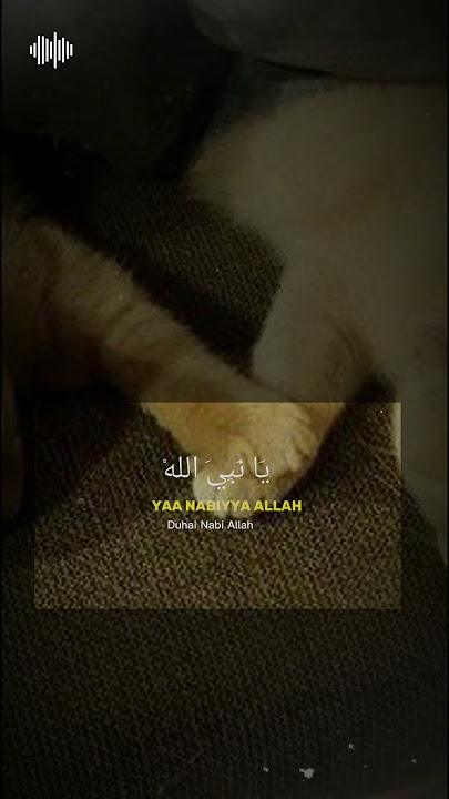 Maher Zain Assalamu Alayka — Beautiful Cat Moment