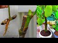 Juckfruit seed grafting.. Link by Amazon|flipkart