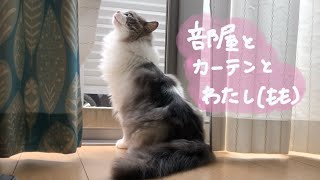 下僕たちがドラマを見てる時のもも