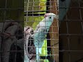 Cockatiel bird tammed pearl pair chicks hatched #birds #breedingpair #subscribe #subscribemychannel