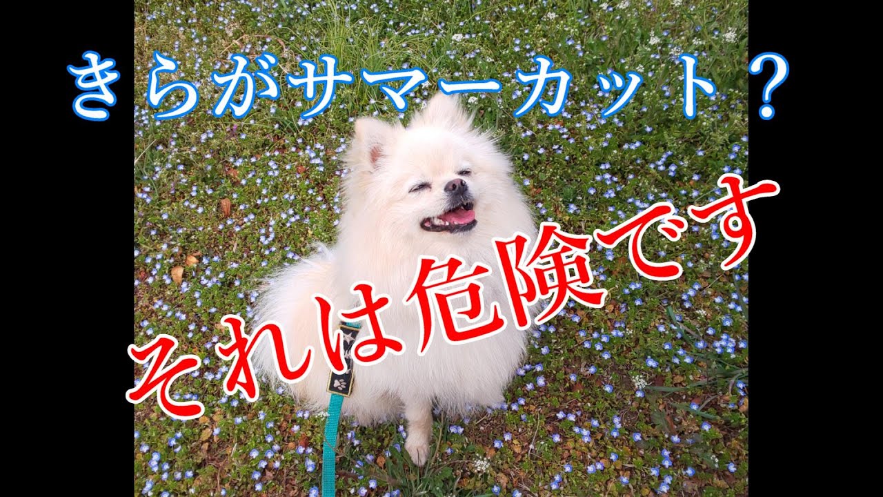 Pomeranian Kira Channel 84 Kira Dock Cafe Store Where You Can Eat With Dogs Pismo Cafe Youtube