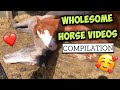 Wholesome Horse Video Compilation *free serotonin*