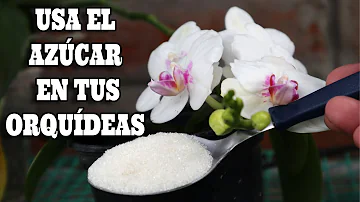 ¿Ayuda el azúcar a las orquídeas?