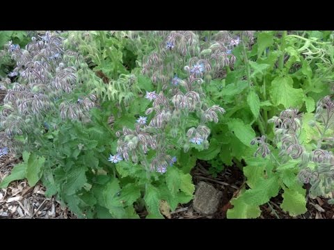 Βίντεο: Ποικιλίες Borage: Μάθετε για τους διαφορετικούς τύπους Borage