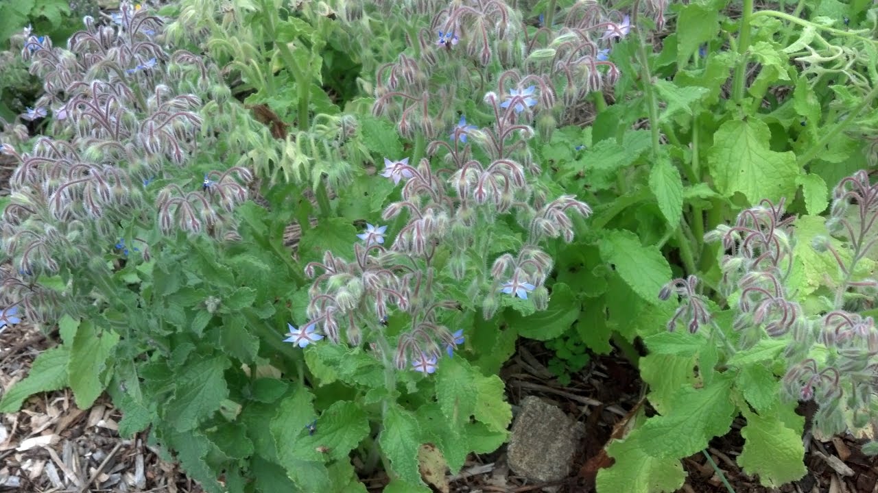 Growing Borage in your Home Garden.