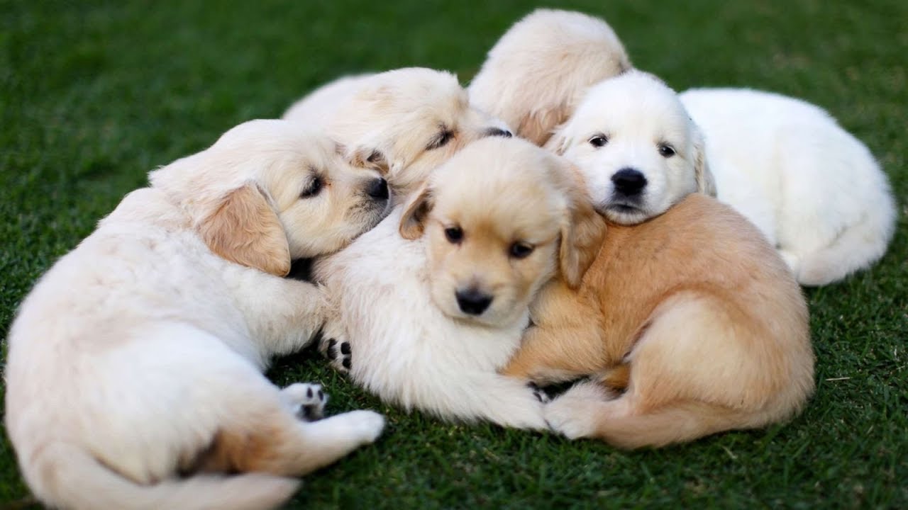 top 20 cutest dogs