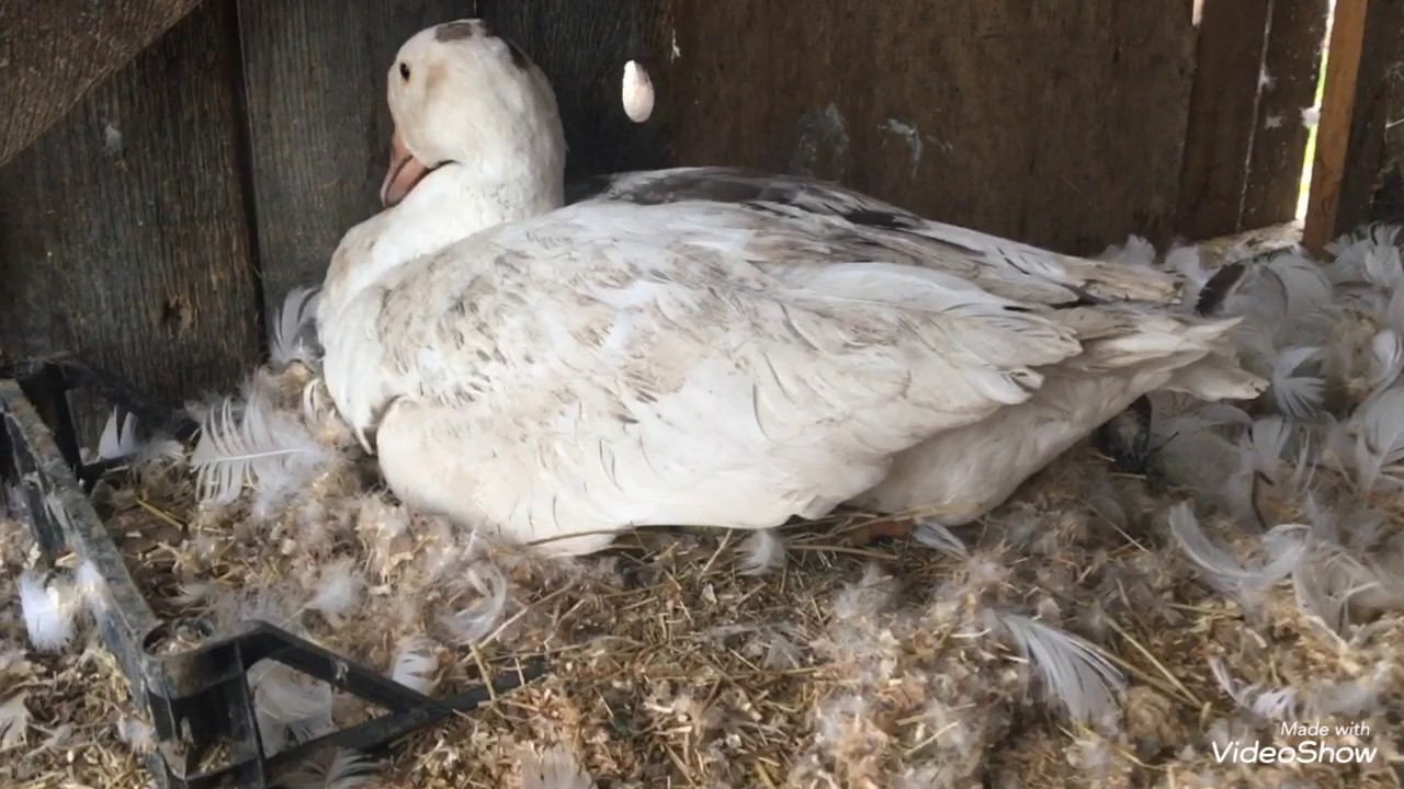 Сколько дней сидит гусыня на яйцах. Гусыня высиживает яйца. Гусыня и гусиное яйцо. Гусыня наседка.