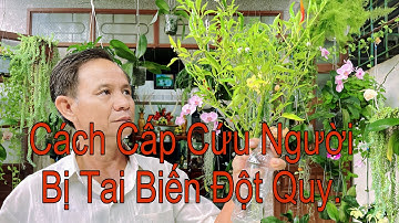 Cây Thần Dược Cứu Người Tai Biến Đột Quỵ Chỉ Trong Vài Phút Thoát Khỏi Tử Thần