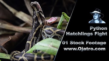 Python Hatchlings Fighting 01 Stock Footage