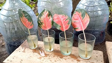 how to grow aglaonema from cutting leaf