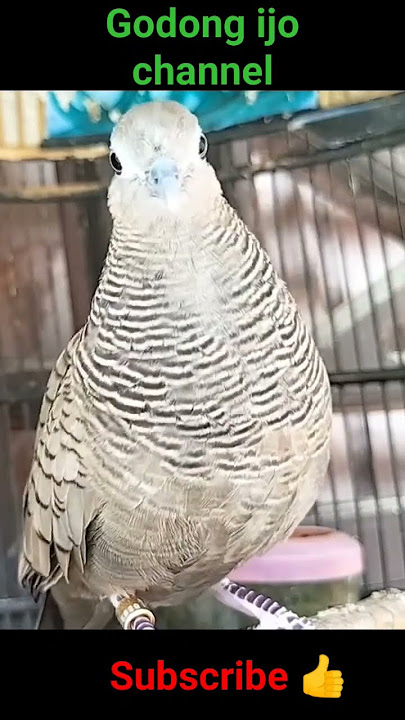 Perkutut REWEL cemani nyerocoh