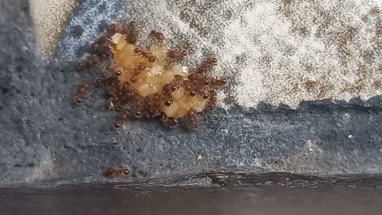 Ant 10| Ants Eating Sugar