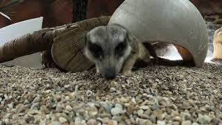 A New Mob of Meerkats