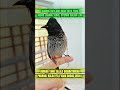 pancingan suara burung kutilang liar #kicauburunglovebird #burung #mangkicauoffecial #kicaumania