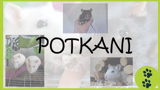 Jak je to teď s potkany? - informační video / dočaska, noví potkánci, Leo a Litchi