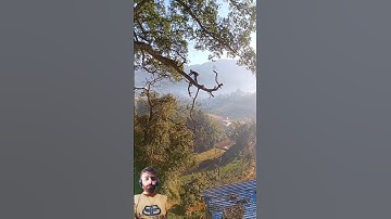 Brave Man Cutting a High Tree Branch || Real Life Hero || Tree Cutting Video || #cuttingtree