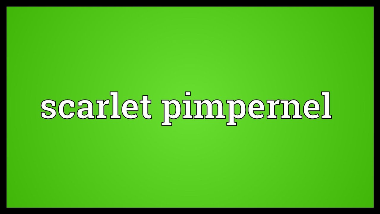 Scarlet Pimpernel Meaning Youtube