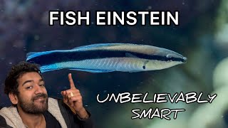 We Were Wrong About Fish Being Dumb