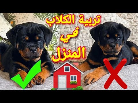 تربية الكلاب في المنزل نفسك تربي كلب يبقى الڤيديو دا ليك