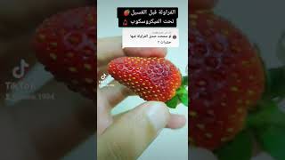 الفراولة قبل الغسيل 🍓 تحت الميكروسكوب 🔬.   Strawberries before washing under the microscope 🔬 screenshot 5