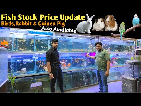 Aquarium Fish Price In Badal Pet Shop Moti Nagar  Delhi | Fish Price Delhi | Fish Aquarium