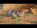 Pallas' cat  watching and photographing tour in Mongolia 2018-2019