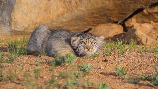 Pallas' cat  watching and photographing tour in Mongolia 2018-2019