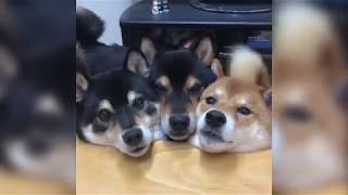 shibes with yoshi sounds