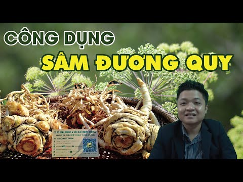 Video Tác dụng của Đương Quy và tại sao gọi là Nhân Sâm cho... - youtube