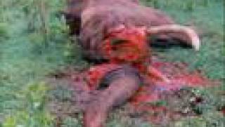 Poaching Public Service Announcement PSA Animal Cruelty