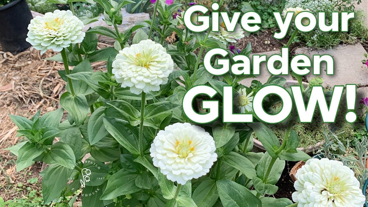 13 White Annual Flowers to easily Grow from Seed! YouTube