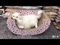 『寵喵樂旗艦店』【含運】寵喵樂 小碎花搖籃造型貓抓板 SY-718 product youtube thumbnail